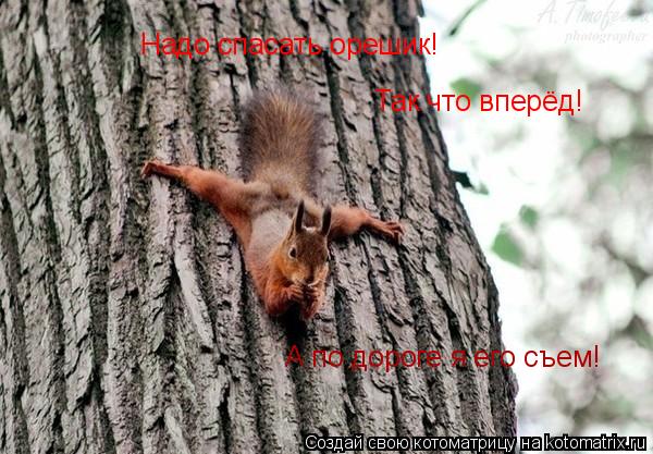 Надо спасать орешик! Так что вперёд! А по дороге я его съем!... Котоматрица: Надо спасать орешик! Так что вперёд! А по дороге я его съем!