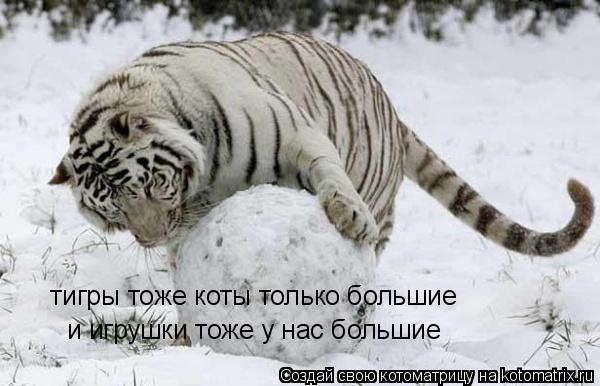 тигры тоже коты только большие тигры тоже коты только большие и игрушки тоже у нас большие... Котоматрица: тигры тоже коты только большие тигры тоже коты только большие и игрушки тоже у нас большие