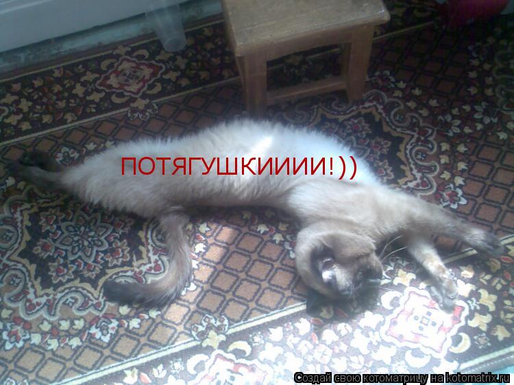 ПОТЯГУШКИИИИ!))... Котоматрица: ПОТЯГУШКИИИИ!))