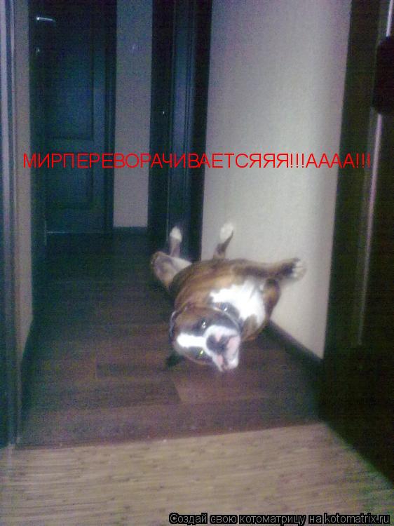 Я ЧЕЛОВЕК ПАУК! ой.. СОБАКА ПАУК! МИРПЕРЕВОРАЧИВАЕТСЯЯЯ!!!АААА!!!... Котоматрица: Я ЧЕЛОВЕК ПАУК! ой.. СОБАКА ПАУК! МИРПЕРЕВОРАЧИВАЕТСЯЯЯ!!!АААА!!!