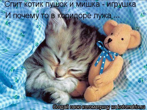 Спит котик пушок и мишка - игрушка И почему то в коридоре лужа ...... Котоматрица: Спит котик пушок и мишка - игрушка И почему то в коридоре лужа ...