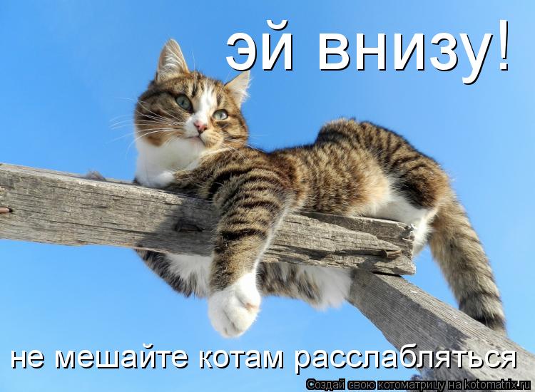 эй внизу! не мешайте котам расслабляться... Котоматрица: эй внизу! не мешайте котам расслабляться