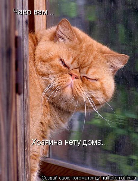 Чаво вам... Хозяина нету дома...... Котоматрица: Чаво вам... Хозяина нету дома...
