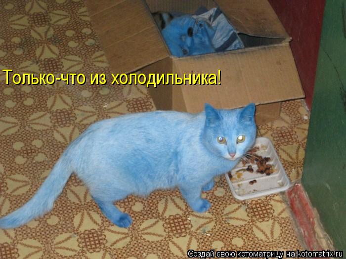 Только-что из холодильника!... Котоматрица: Только-что из холодильника!