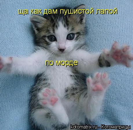 ща как дам пушистой лапой по морде... Котоматрица: ща как дам пушистой лапой по морде
