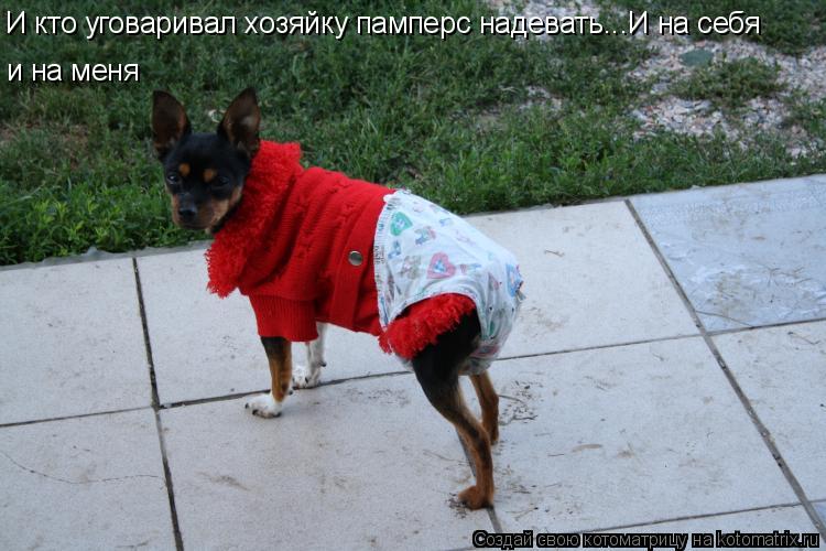 И кто уговаривал хозяйку памперс надевать...И на себя и на меня... Котоматрица: И кто уговаривал хозяйку памперс надевать...И на себя и на меня