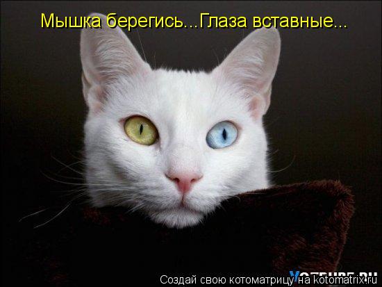 Мышка берегись...Глаза вставные...... Котоматрица: Мышка берегись...Глаза вставные...
