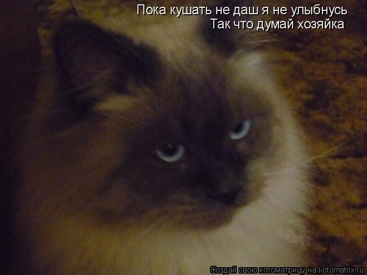 Пока кушать не даш я не улыбнусь Так что думай хозяйка... Котоматрица: Пока кушать не даш я не улыбнусь Так что думай хозяйка