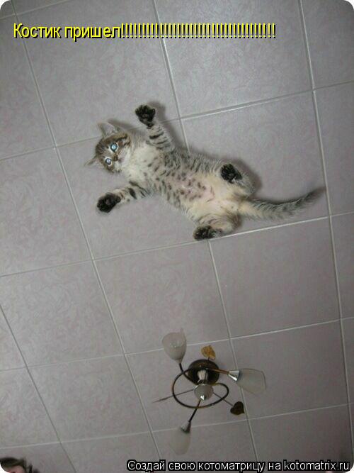 Костик пришел!!!!!!!!!!!!!!!!!!!!!!!!!!!!!!!!!!!!... Котоматрица: Костик пришел!!!!!!!!!!!!!!!!!!!!!!!!!!!!!!!!!!!!
