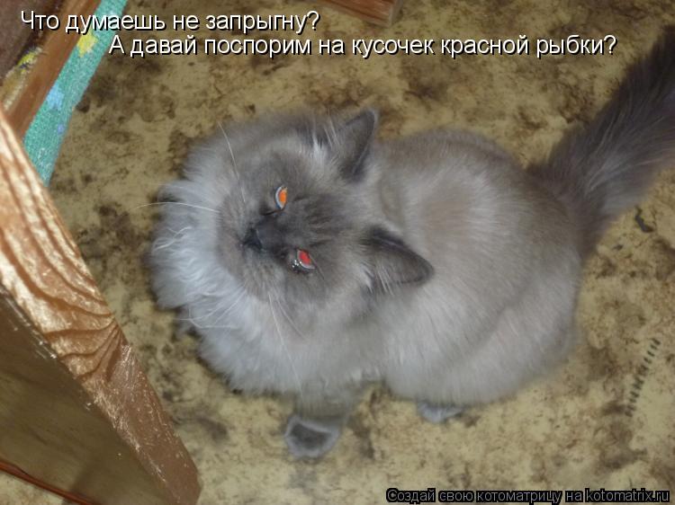 Что думаешь не запрыгну? А давай поспорим на кусочек красной рыбки?... Котоматрица: Что думаешь не запрыгну? А давай поспорим на кусочек красной рыбки?