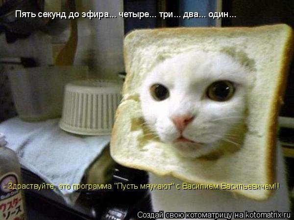 Пять секунд до эфира... четыре... три... два... один... - Здраствуйте, это программа "Пусть мяукают" ... Котоматрица: Пять секунд до эфира... четыре... три... два... один... - Здраствуйте, это программа "Пусть мяукают" с Василием Васильевичем!!