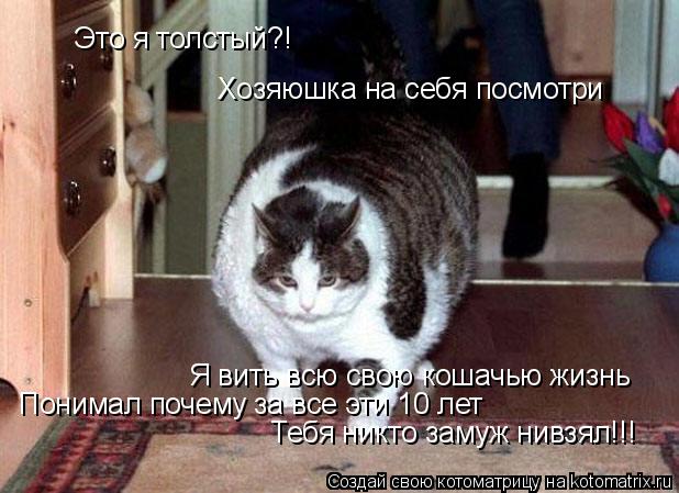 Котоматрица: Это я толстый?! Хозяюшка на себя посмотри  Я вить всю свою кошачью жизнь Понимал почему за все эти 10 лет Тебя никто замуж нивзял!!!