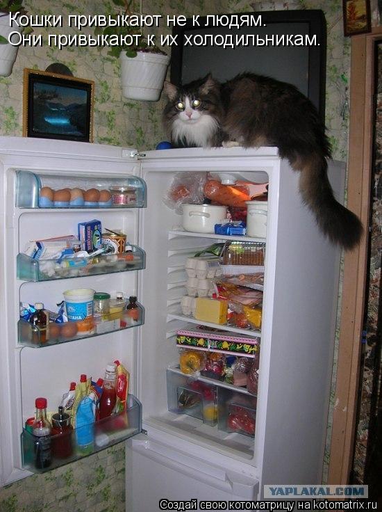 Кошки привыкают не к людям. Они привыкают к их холодильникам.... Котоматрица: Кошки привыкают не к людям. Они привыкают к их холодильникам.