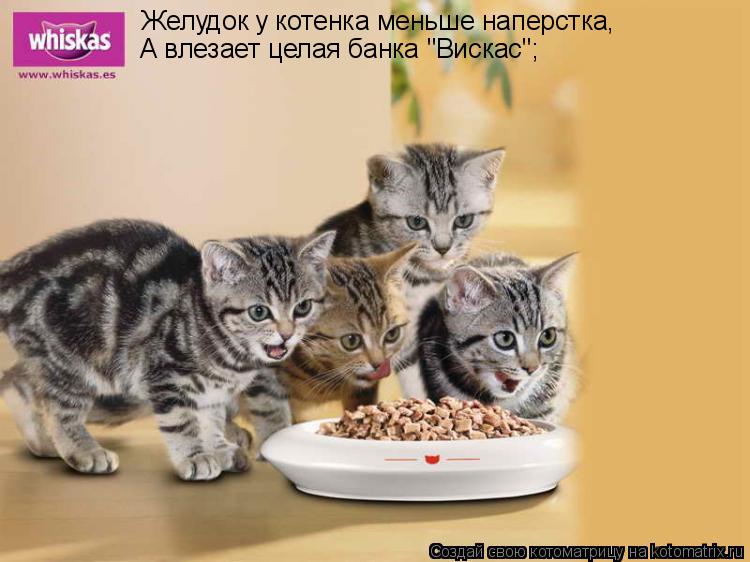 Желудок у котенка меньше наперстка, А влезает целая банка "Вискас";... Котоматрица: Желудок у котенка меньше наперстка, А влезает целая банка "Вискас";