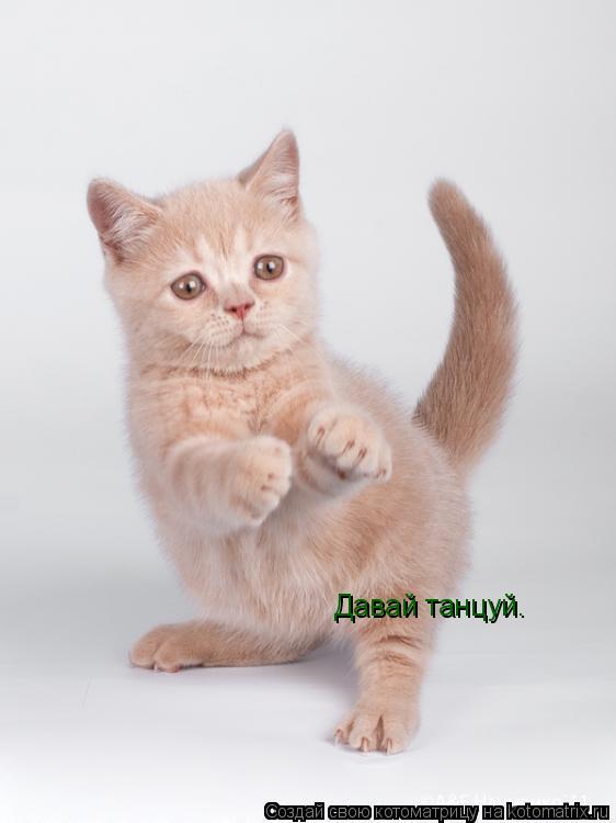 Давай танцуй.... Котоматрица: Давай танцуй.