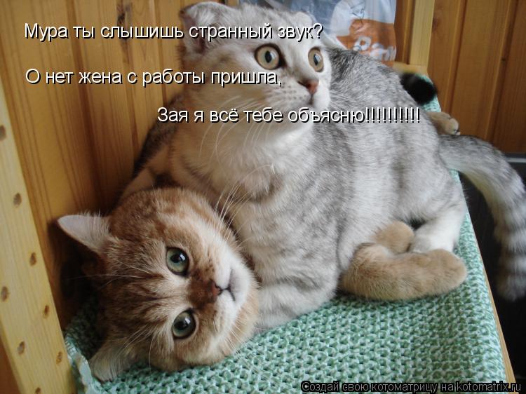 Мура ты слышишь странный звук? О нет жена с работы пришла, Зая я всё тебе объясню!!!!!!!!!!... Котоматрица: Мура ты слышишь странный звук? О нет жена с работы пришла, Зая я всё тебе объясню!!!!!!!!!!