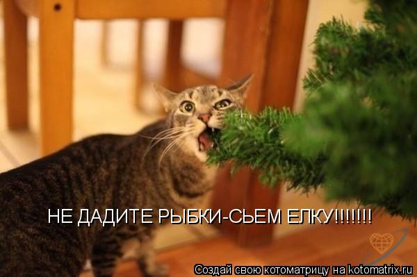 НЕ ДАДИТЕ РЫБКИ-СЬЕМ ЕЛКУ!!!!!!!... Котоматрица: НЕ ДАДИТЕ РЫБКИ-СЬЕМ ЕЛКУ!!!!!!!