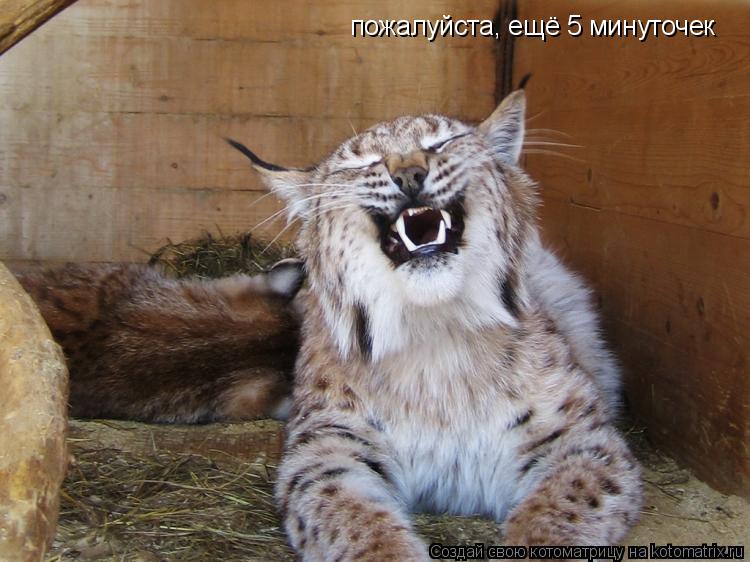 пожалуйста, ещё 5 минуточек... Котоматрица: пожалуйста, ещё 5 минуточек