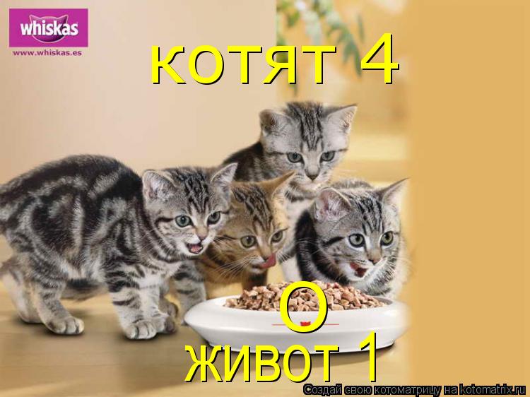 О котят 4 живот 1... Котоматрица: О котят 4 живот 1