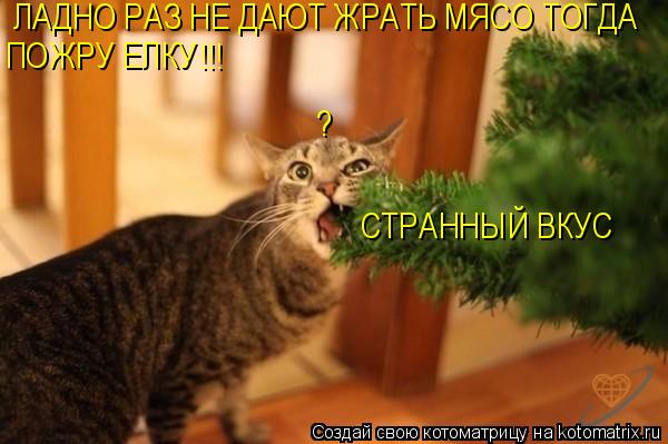 ЛАДНО РАЗ НЕ ДАЮТ ЖРАТЬ МЯСО ТОГДА ПОЖРУ ЕЛКУ !!! ? СТРАННЫЙ ВКУС... Котоматрица: ЛАДНО РАЗ НЕ ДАЮТ ЖРАТЬ МЯСО ТОГДА ПОЖРУ ЕЛКУ !!! ? СТРАННЫЙ ВКУС
