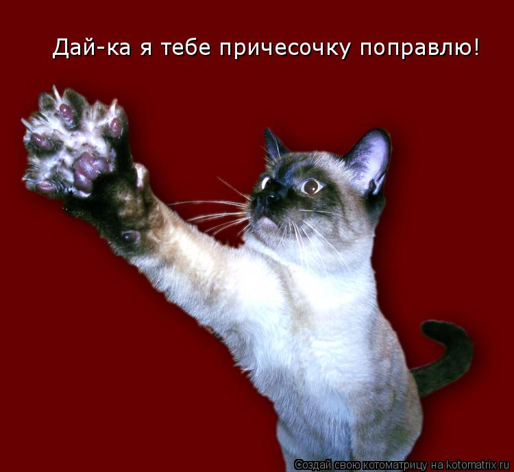 Дай-ка я тебе причесочку поправлю!... Котоматрица: Дай-ка я тебе причесочку поправлю!