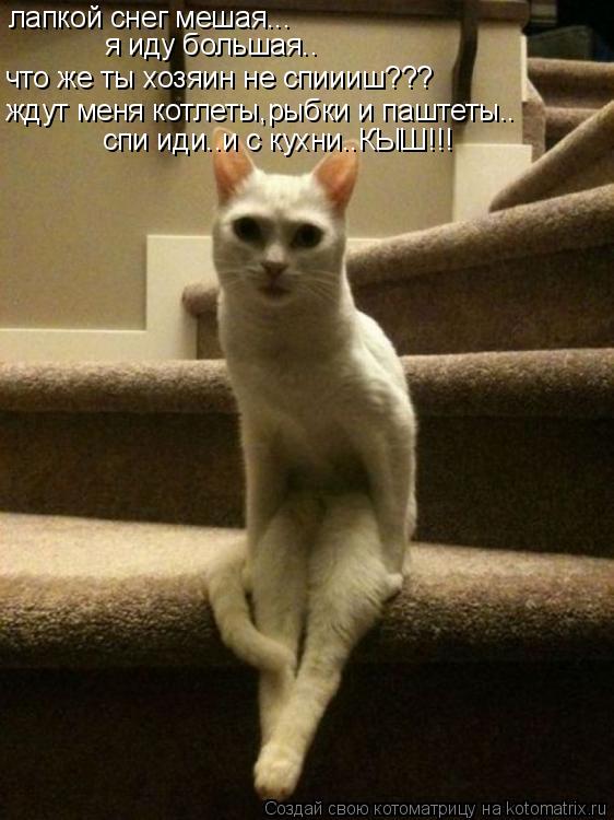 лапкой снег мешая... я иду большая.. что же ты хозяин не спиииш??? ждут меня котлеты,рыбки и паштеты.... Котоматрица: лапкой снег мешая... я иду большая.. что же ты хозяин не спиииш??? ждут меня котлеты,рыбки и паштеты.. спи иди..и с кухни..КЫШ!!!