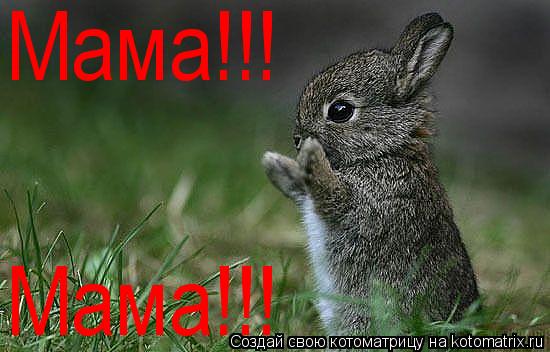 Мама!!! Мама!!!... Котоматрица: Мама!!! Мама!!!
