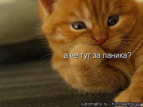 а че тут за паника?... Котоматрица: а че тут за паника?