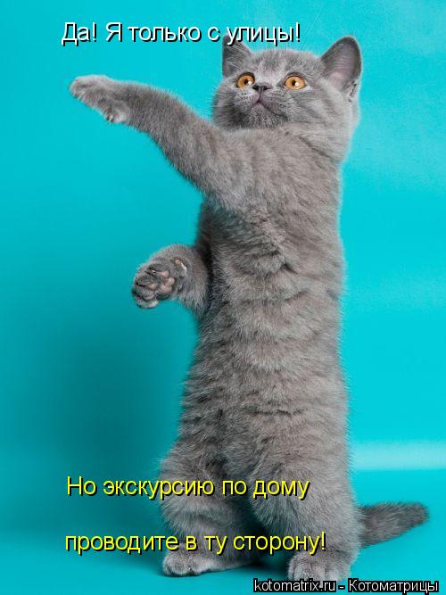 Да! Я только с улицы! проводите в ту сторону! Но экскурсию по дому... Котоматрица: Да! Я только с улицы! проводите в ту сторону! Но экскурсию по дому