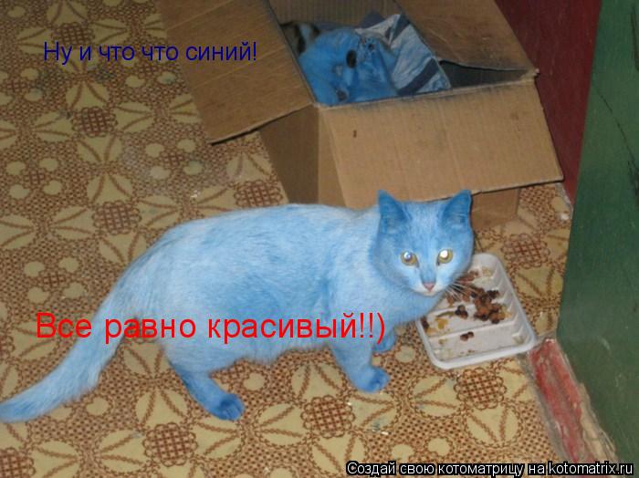 Ну и что что синий! Все равно красивый!!)... Котоматрица: Ну и что что синий! Все равно красивый!!)
