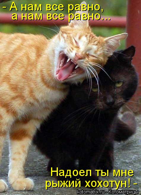 - А нам все равно, а нам все равно... Надоел ты мне рыжий хохотун! -... Котоматрица: - А нам все равно, а нам все равно... Надоел ты мне рыжий хохотун! -