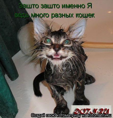 Зашто зашто именно Я ведь много разных кошек... Котоматрица: Зашто зашто именно Я ведь много разных кошек