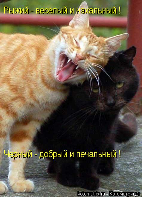 Рыжий - веселый и нахальный ! Черный - добрый и печальный !... Котоматрица: Рыжий - веселый и нахальный ! Черный - добрый и печальный !