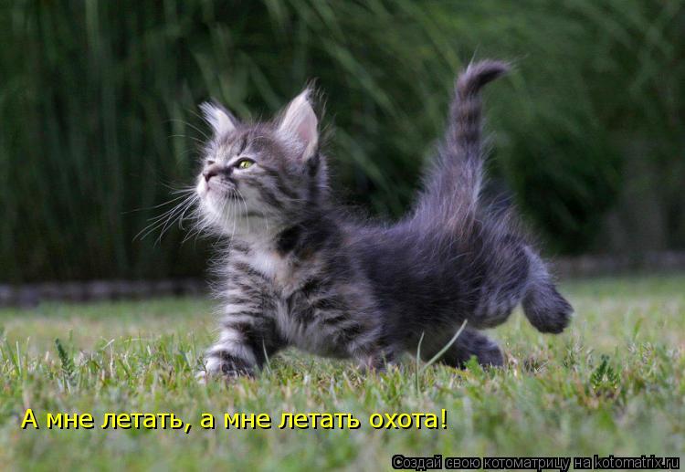 А мне летать, а мне летать охота!... Котоматрица: А мне летать, а мне летать охота!