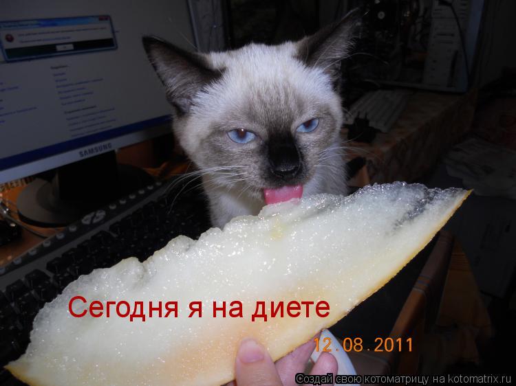 Сегодня я на диете... Котоматрица: Сегодня я на диете