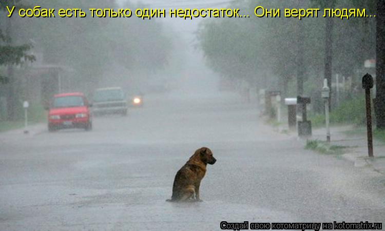 У собак есть только один недостаток... Они верят людям...... Котоматрица: У собак есть только один недостаток... Они верят людям...