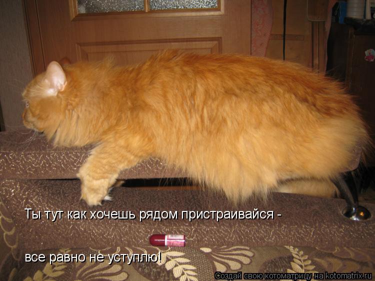 Ты тут как хочешь рядом пристраивайся - все равно не уступлю!... Котоматрица: Ты тут как хочешь рядом пристраивайся - все равно не уступлю!