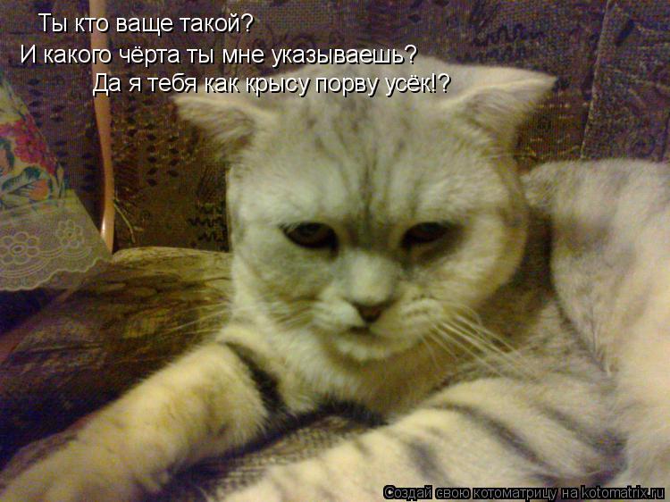 Ты кто ваще такой? И какого чёрта ты мне указываешь? Да я тебя как крысу порву усёк!?... Котоматрица: Ты кто ваще такой? И какого чёрта ты мне указываешь? Да я тебя как крысу порву усёк!?