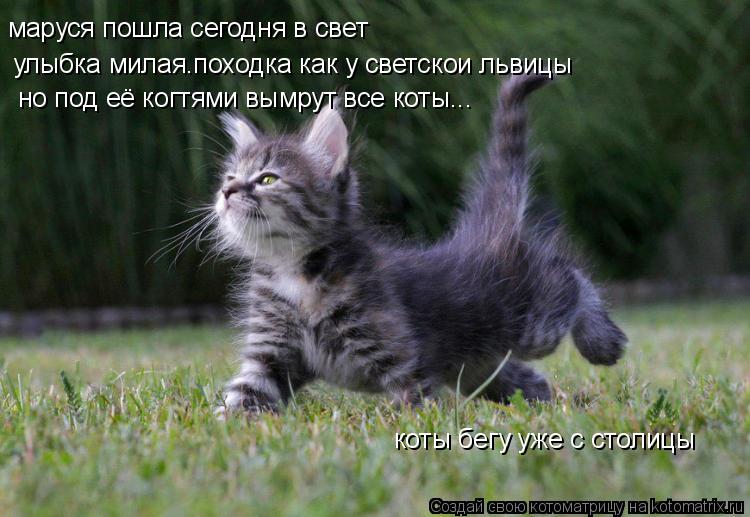 маруся пошла сегодня в свет улыбка милая.походка как у светскои львицы но под её когтями вымрут все к... Котоматрица: маруся пошла сегодня в свет улыбка милая.походка как у светскои львицы но под её когтями вымрут все коты... коты бегу уже с столицы