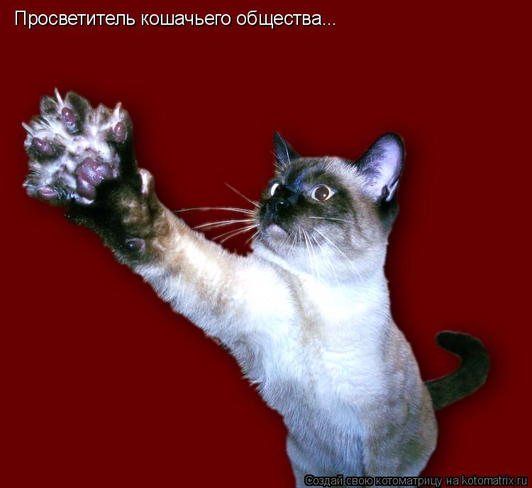 Просветитель кошачьего общества...... Котоматрица: Просветитель кошачьего общества...