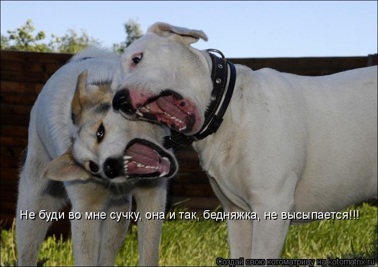 Не буди во мне сучку, она и так, бедняжка, не высыпается!!!... Котоматрица: Не буди во мне сучку, она и так, бедняжка, не высыпается!!!