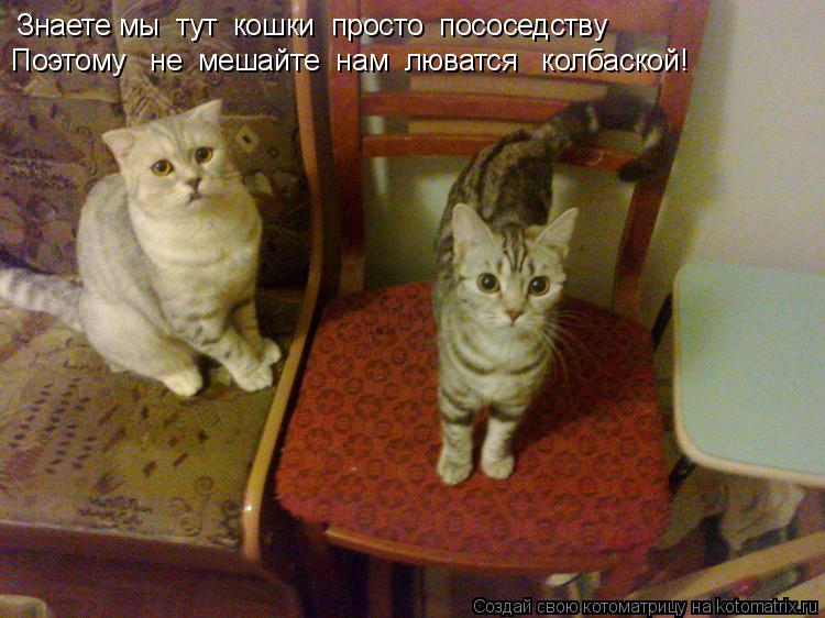 Знаете мы тут кошки просто пососедству Поэтому не мешайте нам люватся колбаской!... Котоматрица: Знаете мы тут кошки просто пососедству Поэтому не мешайте нам люватся колбаской!