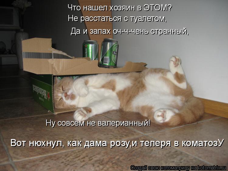 Что нашел хозяин в ЭТОМ? Не расстаться с туалетом, Да и запах оч-ч-чень странный, Ну совсем не валери... Котоматрица: Что нашел хозяин в ЭТОМ? Не расстаться с туалетом, Да и запах оч-ч-чень странный, Ну совсем не валерианный! Вот нюхнул, как дама розу,и теперя