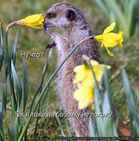 Ну что? Так я тоже на бабочку не похож?... Котоматрица: Ну что? Так я тоже на бабочку не похож?