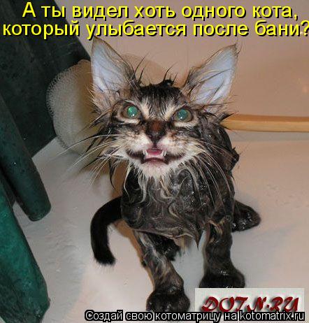 А ты видел хоть одного кота, который улыбается после бани?... Котоматрица: А ты видел хоть одного кота, который улыбается после бани?