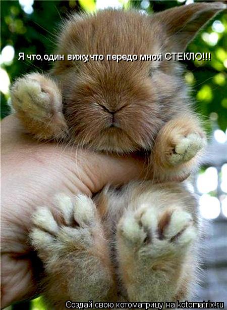 Я что,один вижу,что передо мной СТЕКЛО!!!... Котоматрица: Я что,один вижу,что передо мной СТЕКЛО!!!