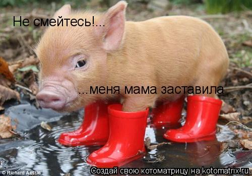 Не смейтесь!... ...меня мама заставила... Котоматрица: Не смейтесь!... ...меня мама заставила