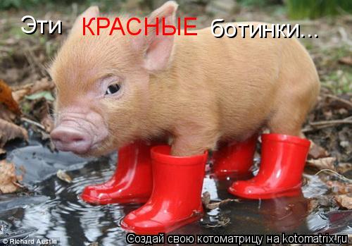 Эти КРАСНЫЕ ботинки...... Котоматрица: Эти КРАСНЫЕ ботинки...
