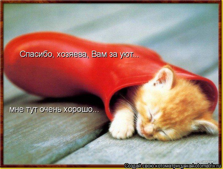 Спасибо, хозяева, Вам за уют... мне тут очень хорошо...... Котоматрица: Спасибо, хозяева, Вам за уют... мне тут очень хорошо...