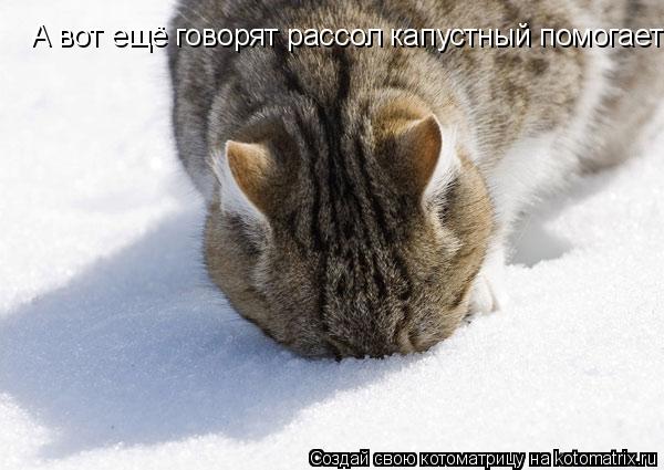 А вот ещё говорят рассол капустный помогает... Котоматрица: А вот ещё говорят рассол капустный помогает